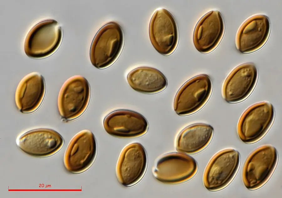 Psilocybe cubensis spores from Costa Rica-labeled print