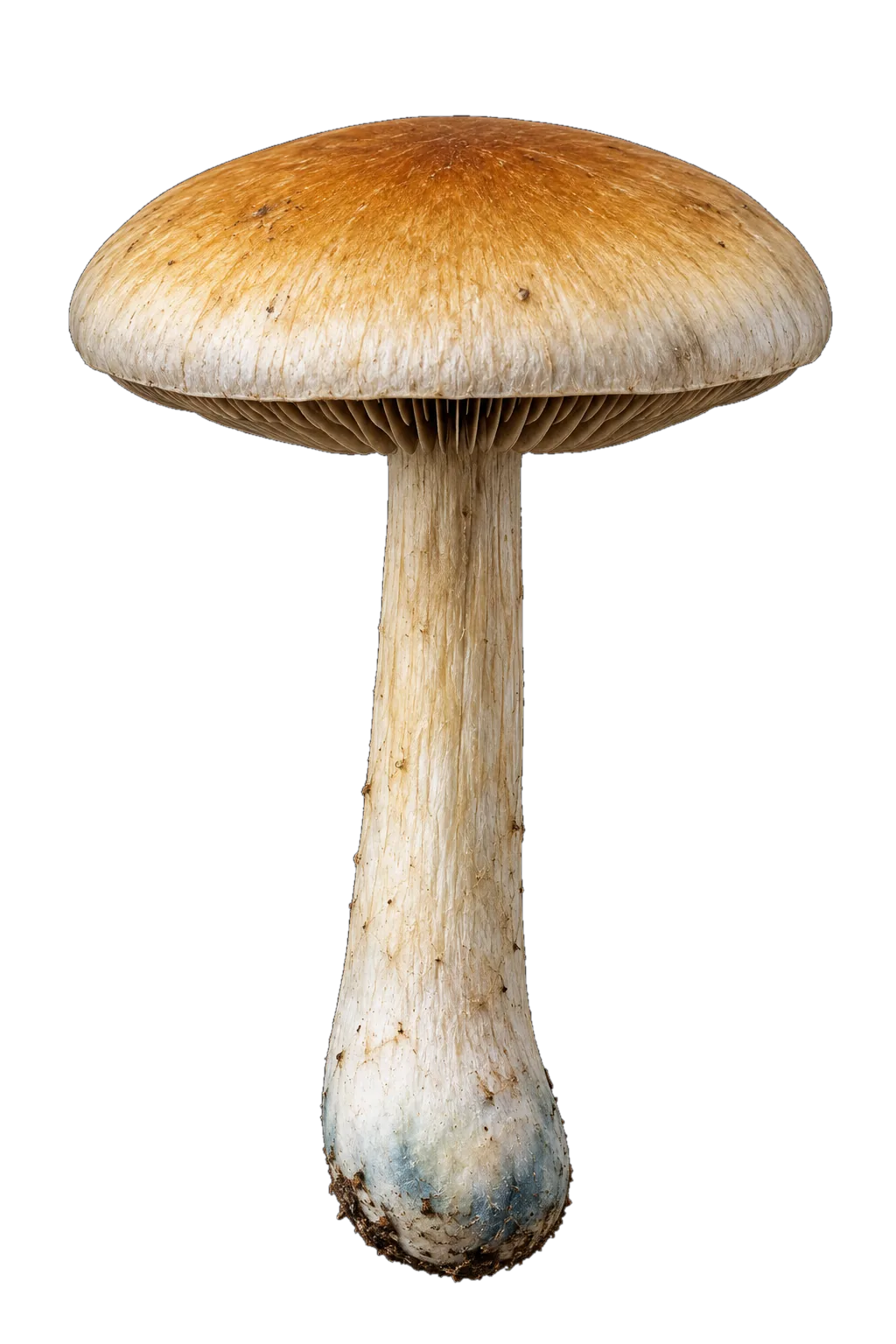 Studio illustration of a single mushroom with a golden-brown cap, dark gills and a pale stem