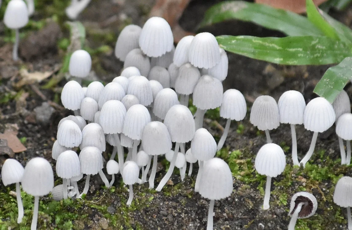 Coprinellus disseminatus mushrooms in Costa Rica