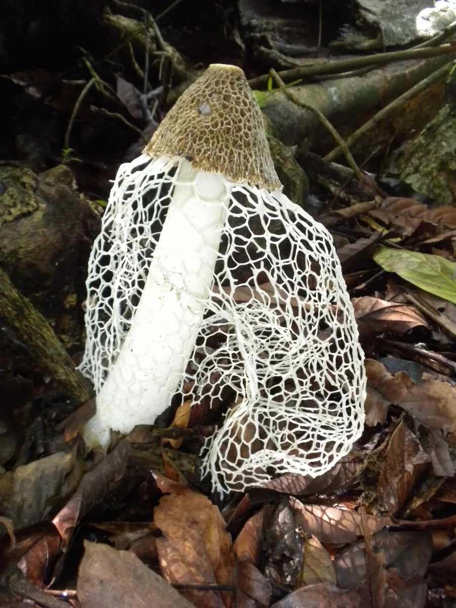 Bridal veil mushroom in Costa Rica